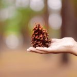 How Pinecone Meaning and the Pineal Gland Connect