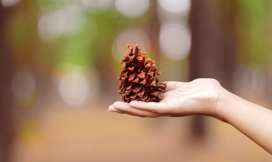 Pinecone Meaning, Pineal Glands, Oh My!