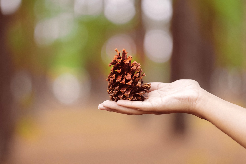 How Pinecone Meaning and the Pineal Gland Connect