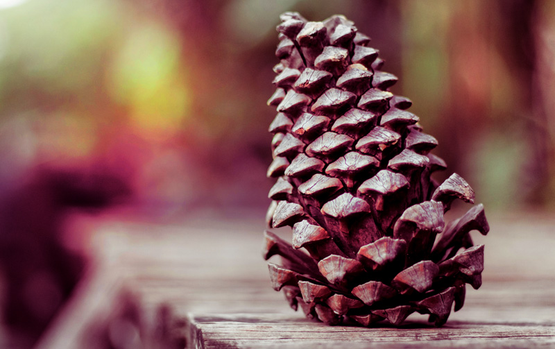 Contemplating the Pinecone Meaning