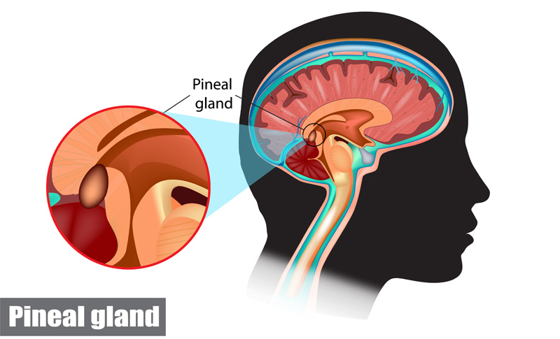 Pineal Gland Meaning and Inflluence