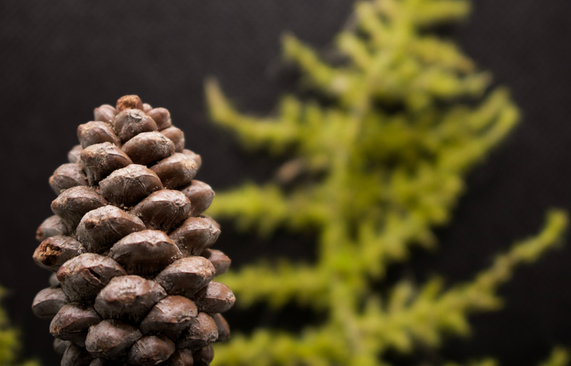 Pinecone Meaning and Pineal Gland Connection