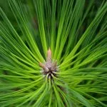 Evergreen Symbolism