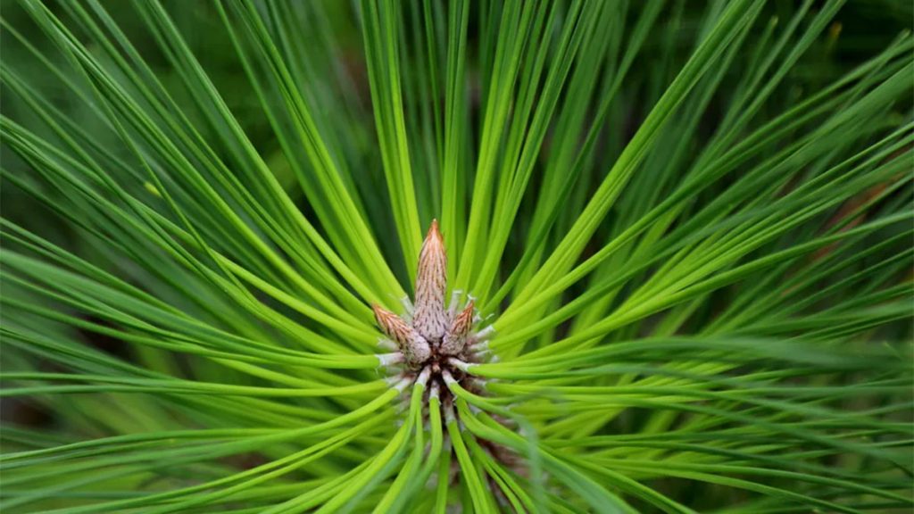 Symbolic and Spiritual Meaning of Evergreens