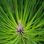 Symbolic and Spiritual Meaning of Evergreens