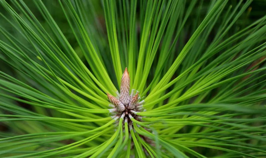 Energy Boosting Evergreen Symbolism