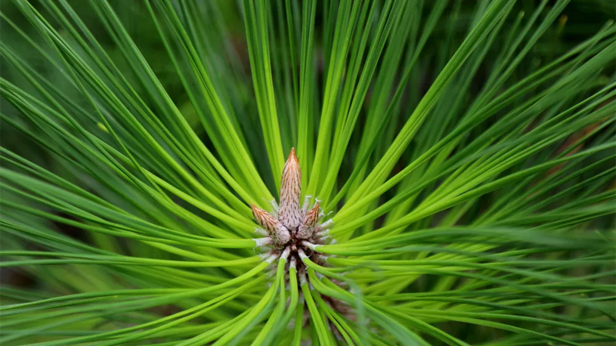 Symbolic and Spiritual Meaning of Evergreens