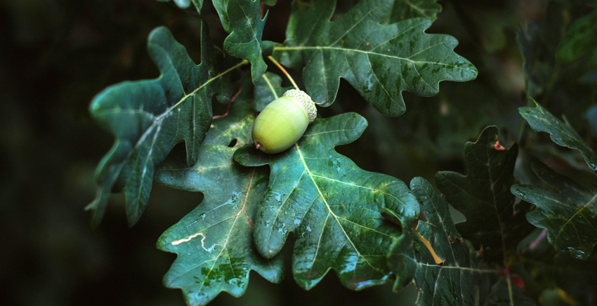 Symbols for Wisdom - Oak