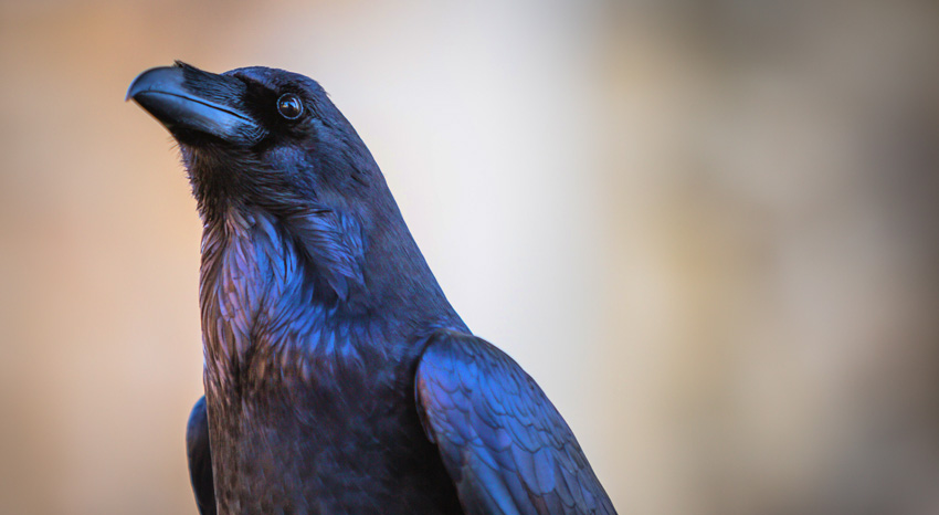 Symbols for Wisdom - Raven