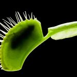 Meaning of Carnivorous Plants