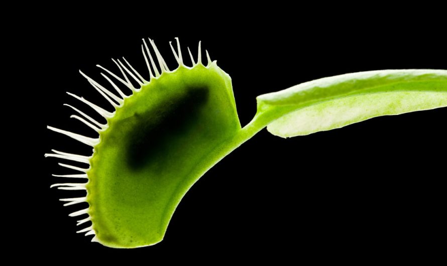 Meaning of Carnivorous Plants