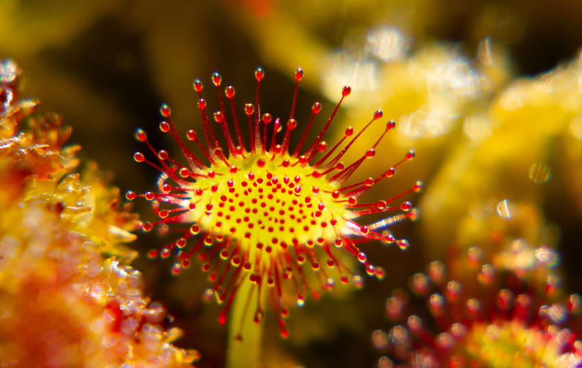 Meaning of Carnivorous Plants