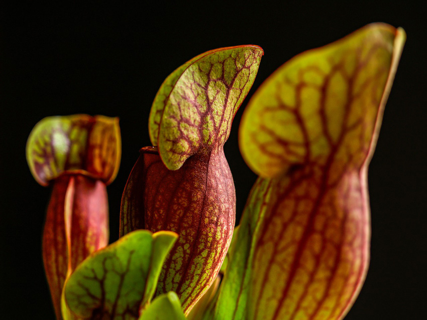 Meaning of Carnivorous Plants