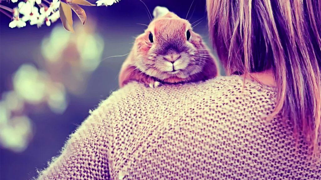 Spiritual Power Animals of April