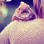 Spiritual Power Animals of April