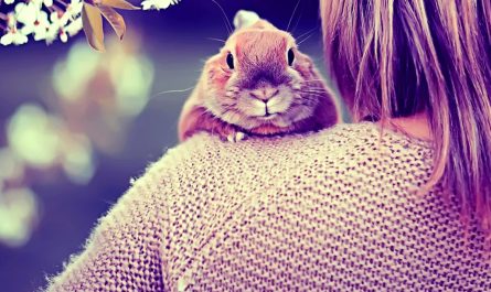 Spiritual Power Animals of April