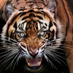 Tiger Animal Guide Meaning