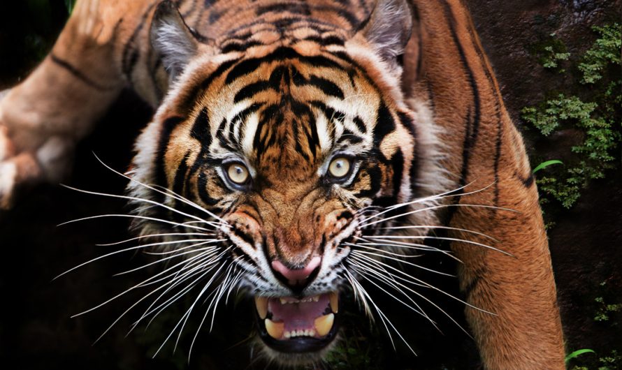 Tantalizing Tiger Animal Guide Meanings