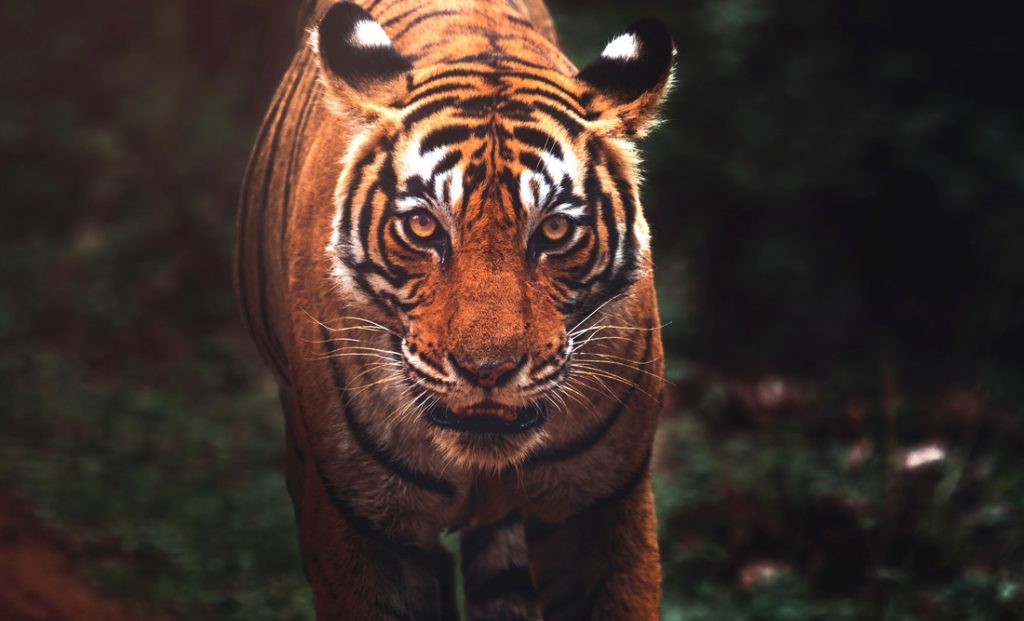 Tiger Animal Guide Meaning