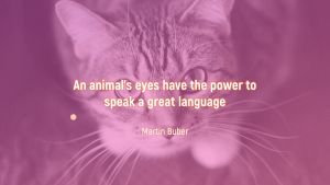 Cat Animal Symbolism and Meanings on Whats-Your-Sign.com