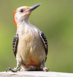 Symbolic Meaning of the Woodpecker on Whats-Your-Sign