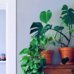 plants that improve positive energy in the home