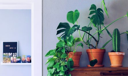 plants that improve positive energy in the home