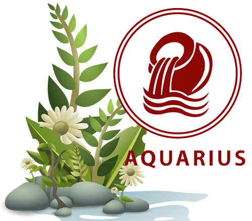 Best Houseplants According to Your Astrology Sign - Aquarius