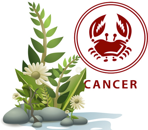 Best Houseplants According to Your Astrology Sign - Cancer