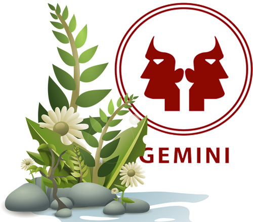 Best Houseplants According to Your Astrology Sign - Gemini
