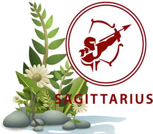 Best Houseplants According to Your Astrology Sign -Sagittarius