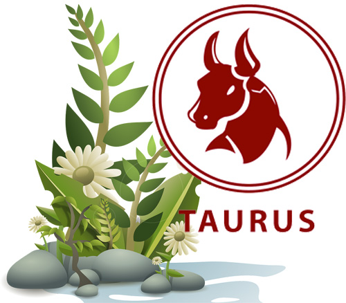 Best Houseplants According to Your Astrology Sign - Taurus