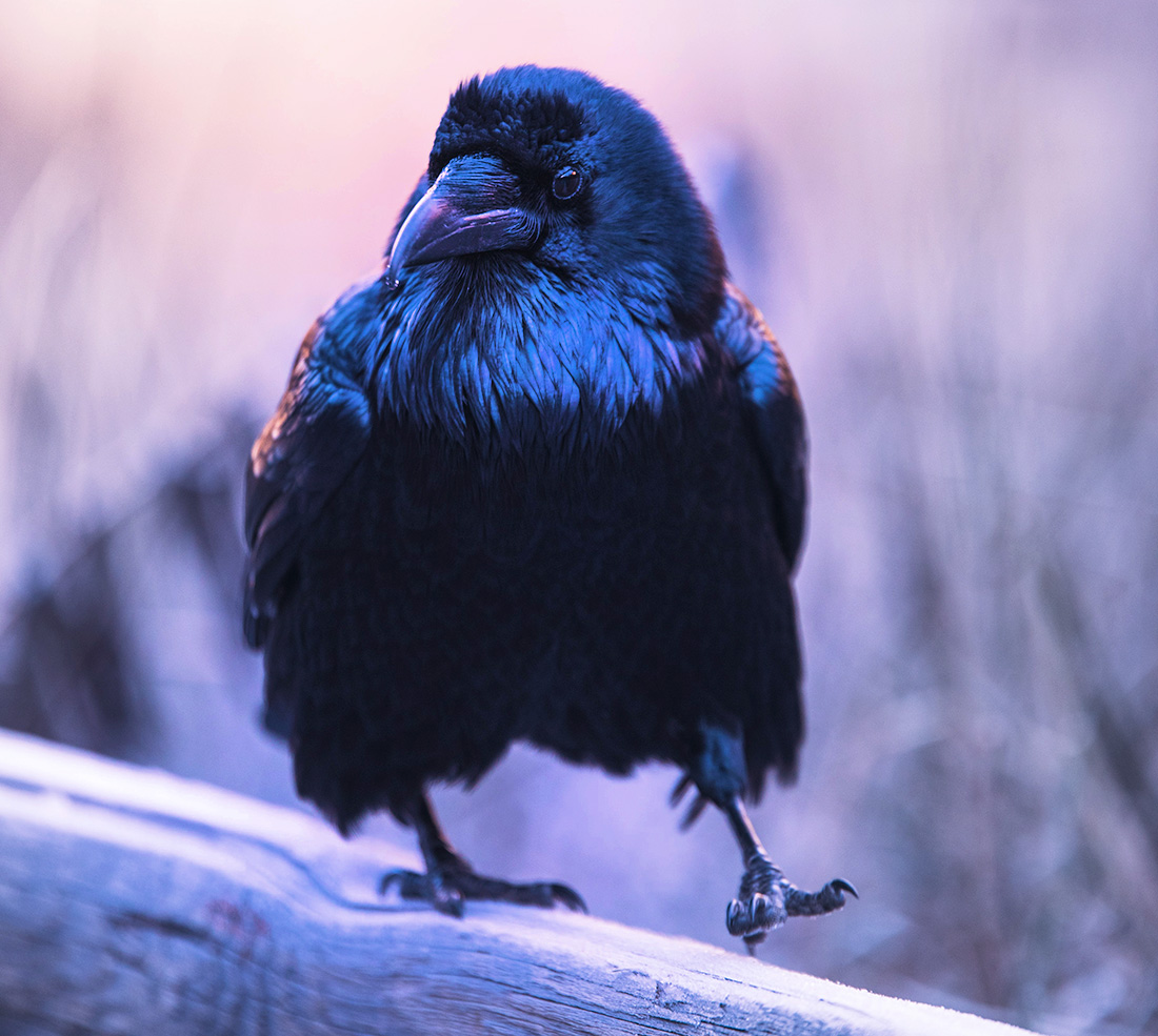 Raven in Native American Myth: Stories From the Haida People - Whats ...
