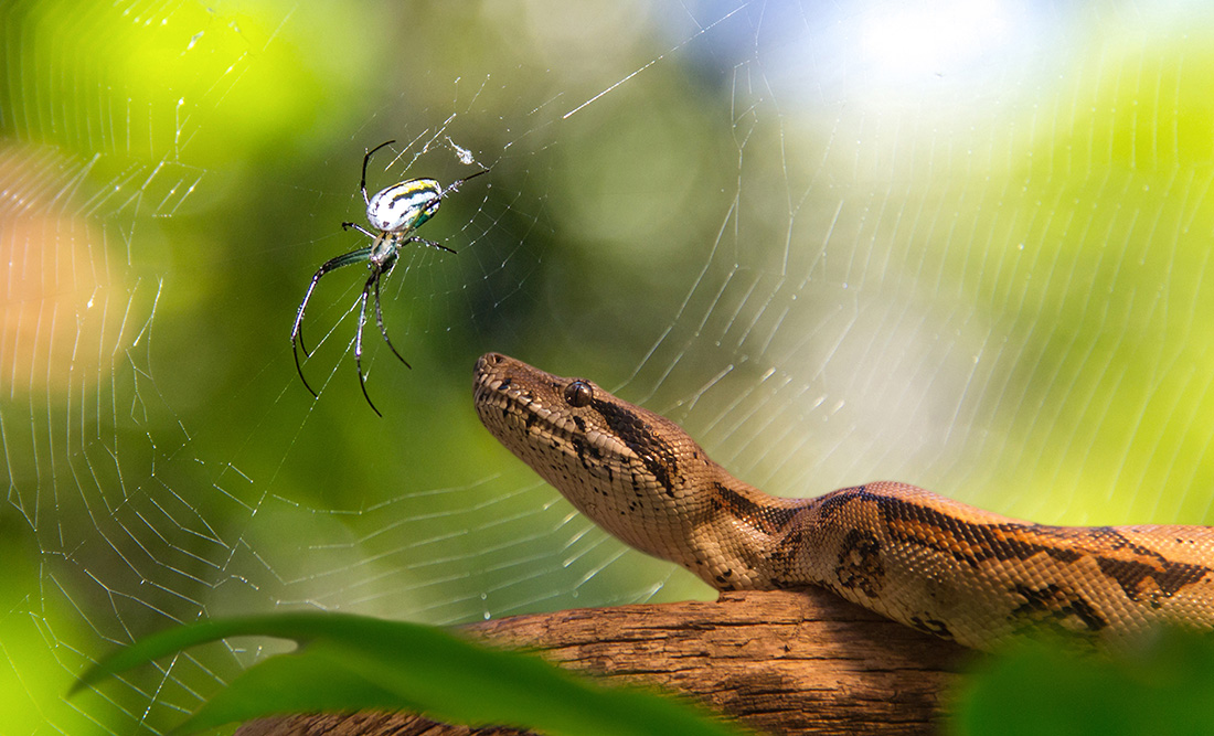 Symbolic Meaning of Pests in the Home