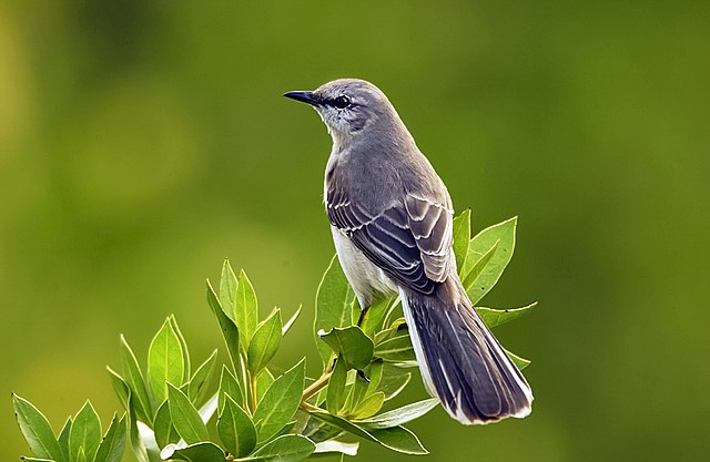 Meaning of Mockingbird