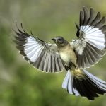 Symbolic Meaning of Mockingbirds