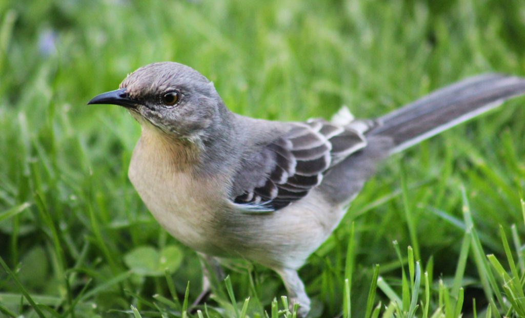 spiritual and symbolic meaning of mockingbirds