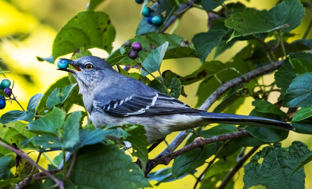 Meaning of Mockingbirds