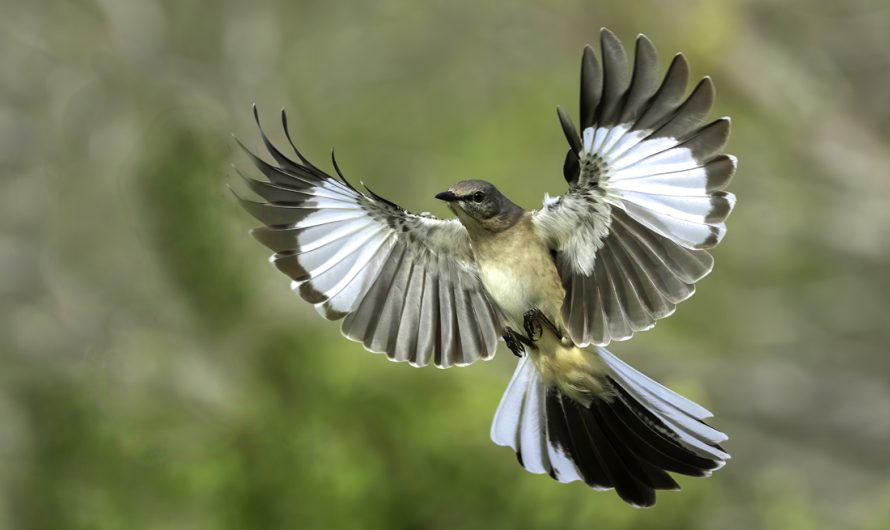 Spiritual and Symbolic Meaning of Mockingbirds
