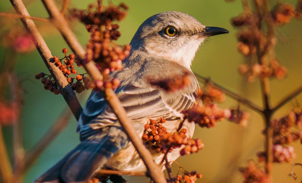 Symbolic and Spiritual Meaning of Mockingbirds