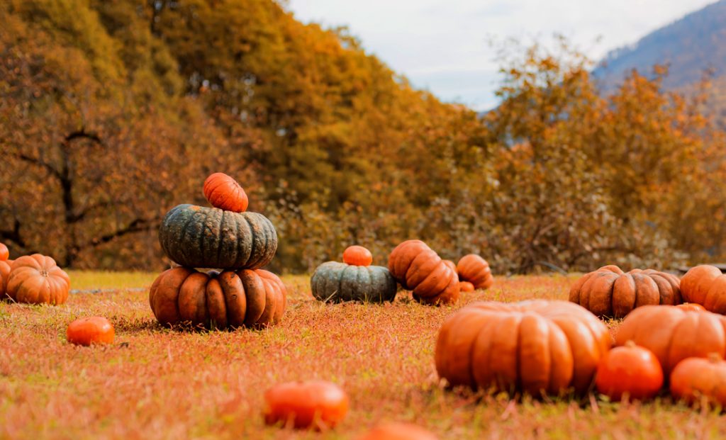 Symbolic Meaning of Pumpkins