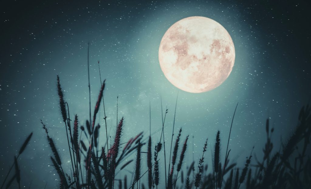 Planting by the Moon