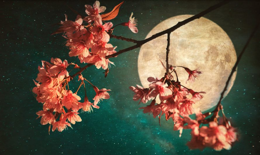 Tips for Planting by the Moon