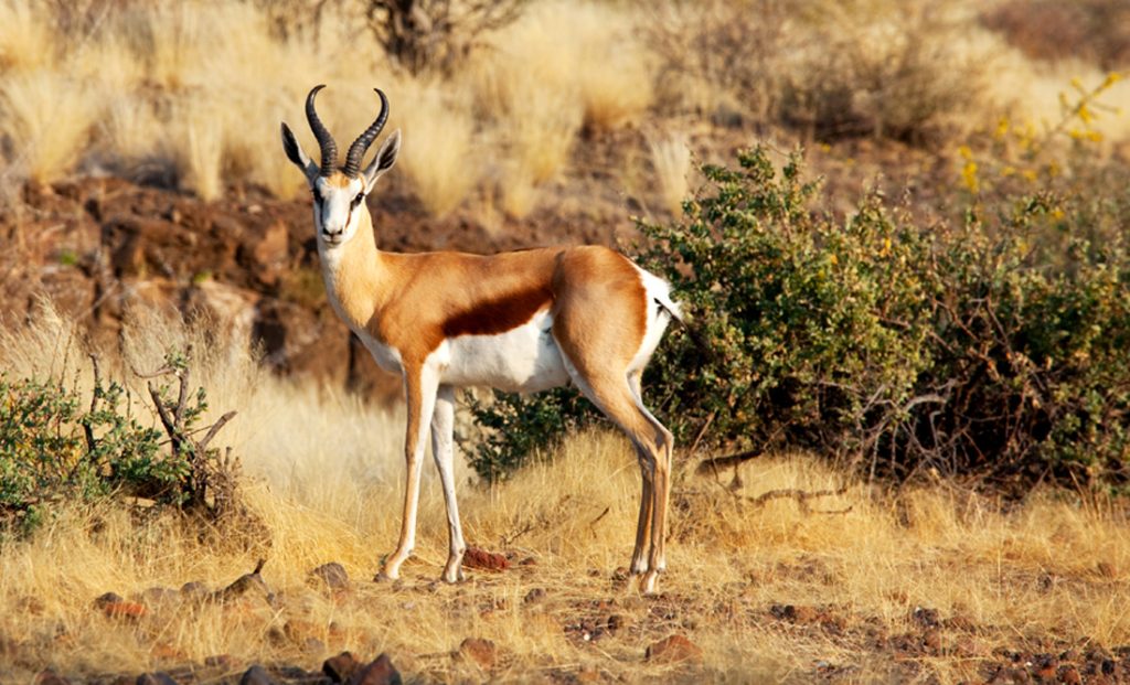 Antelope Symbolism and Antelope Spirit Animal Meaning