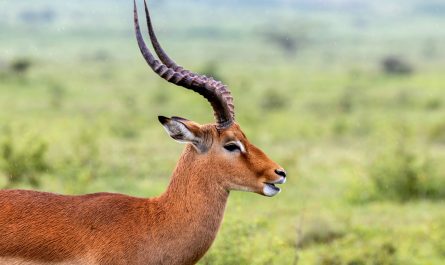 Antelope Symbolism and Antelope Spirit Animal Meaning
