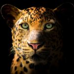 Leopard Symbolism Spiritual Meaning of Leopard
