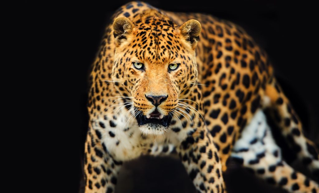 Leopard Symbolism Spiritual Meaning of Leopard