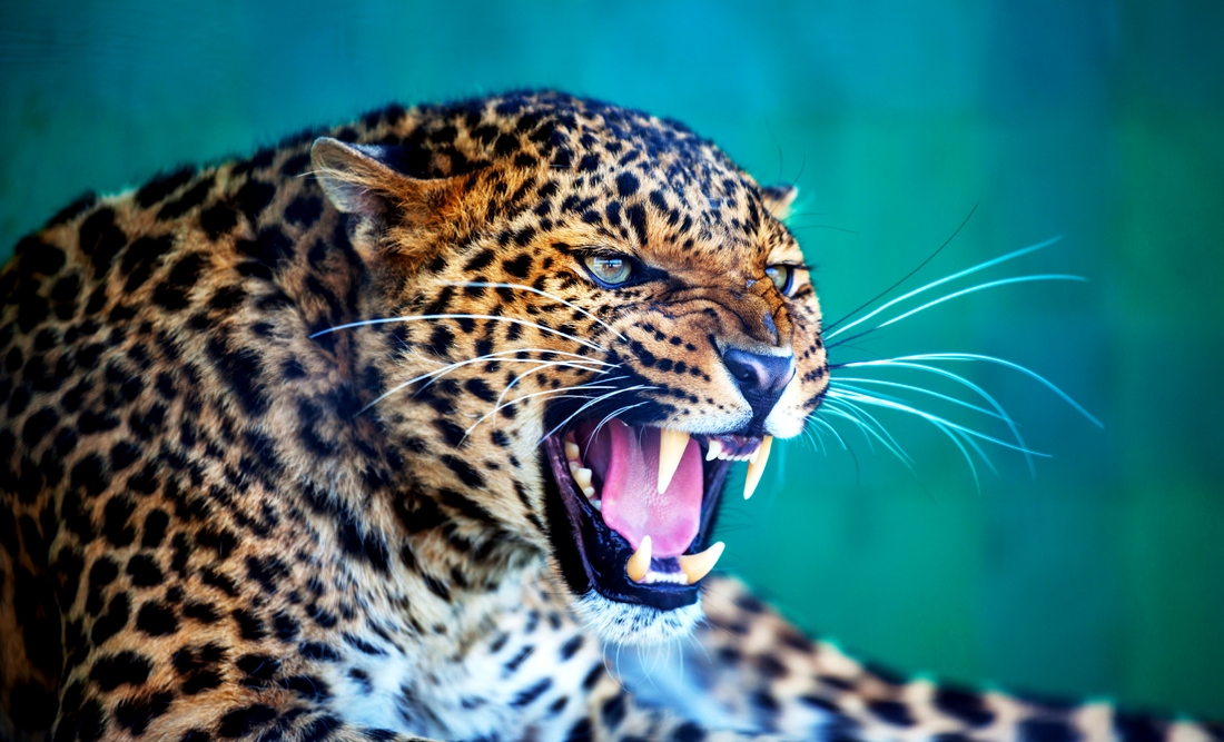 Leopard Symbolism and Spiritual Meaning of Leopard