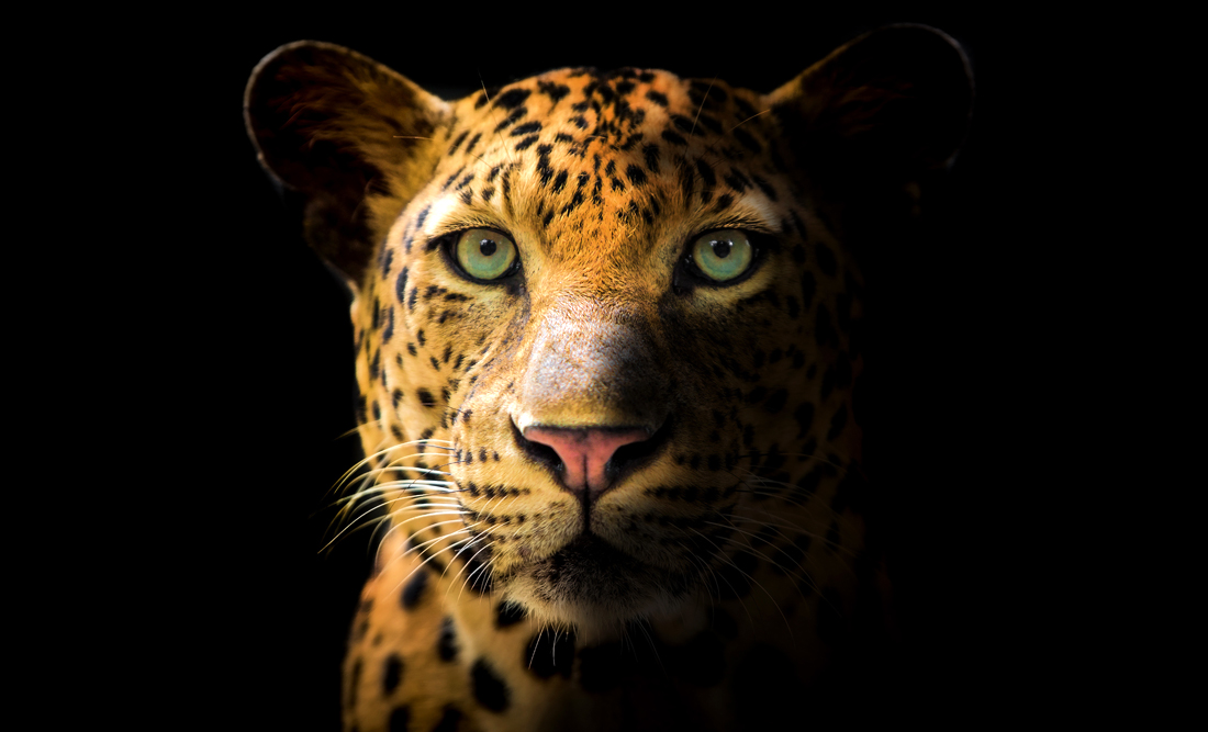 Leopard Symbolism Spiritual Meaning of Leopard