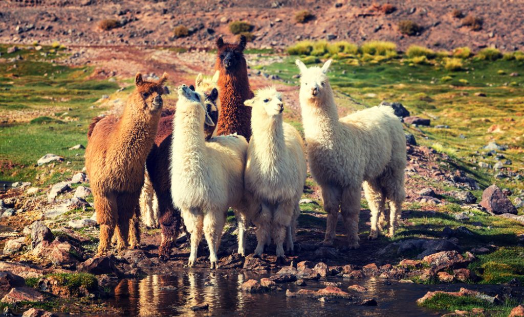Llama Symbolism and Llama Spiritual Meaning